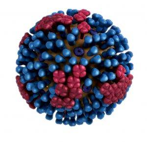 flu virus illustration