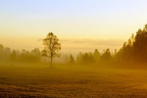 image: tree in field in autumn colors