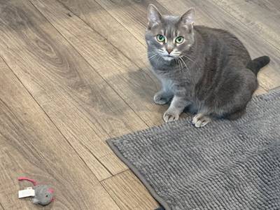 grey cat on grey rug on brown fake wood floor, with grey toy mouse nearby