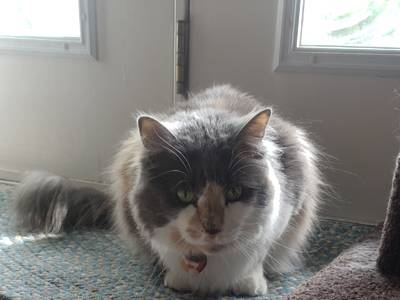 fluffy calico cat sits in a sunbeam