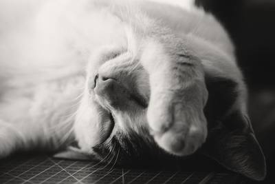 A black and white photo of a sleeping cat with its paw over its face shows how we all feel with pandemic fatigue.